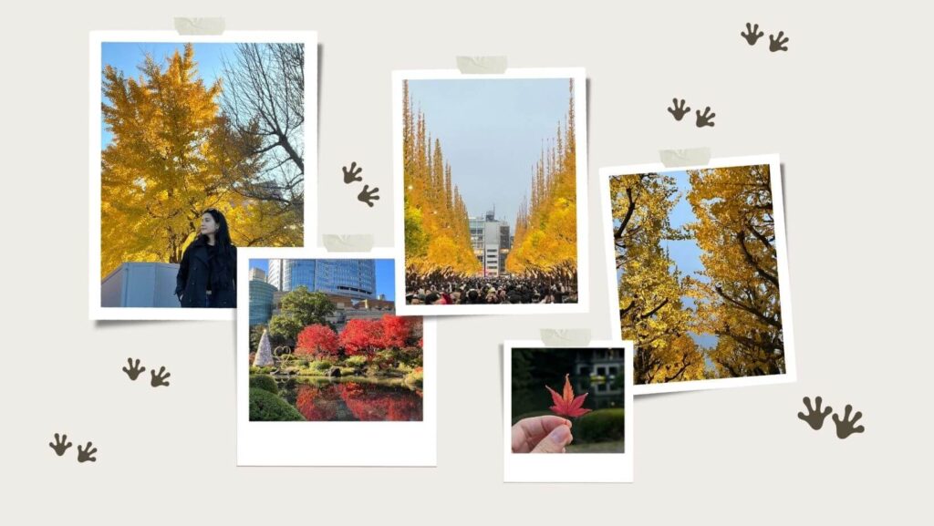 Tokyo autumn collage showing red, yellow and orange momiji leaves in fall
