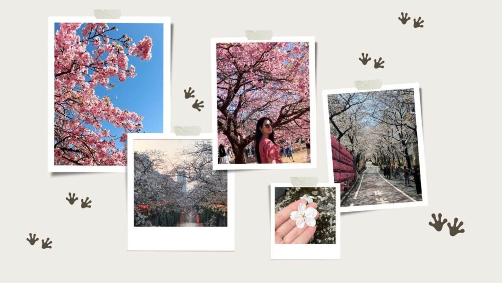 Tokyo spring sakura season collage showing cherry blossoms in full bloom